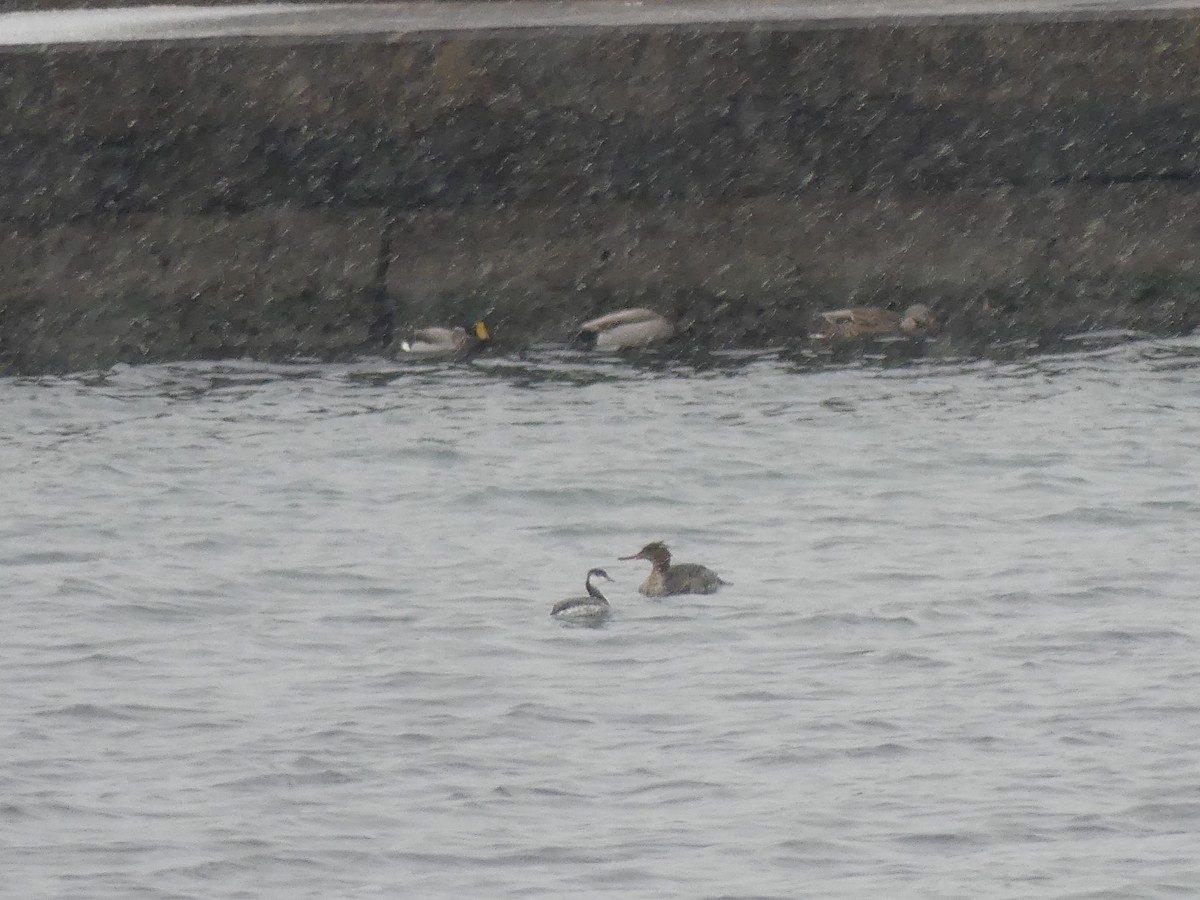 Horned Grebe - ML646469796