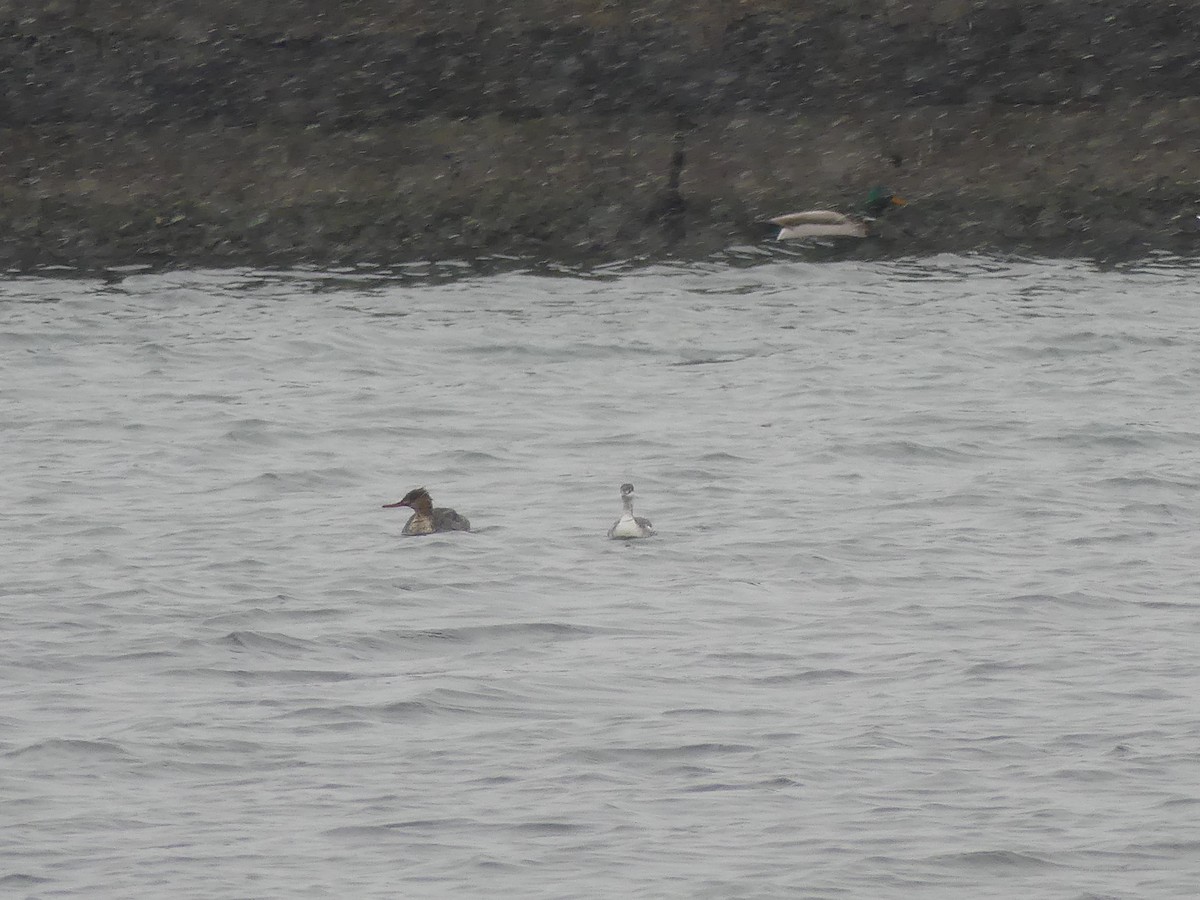 Horned Grebe - ML646469797