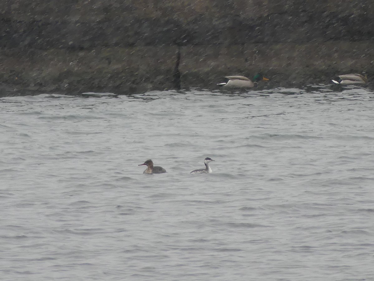 Horned Grebe - ML646469798