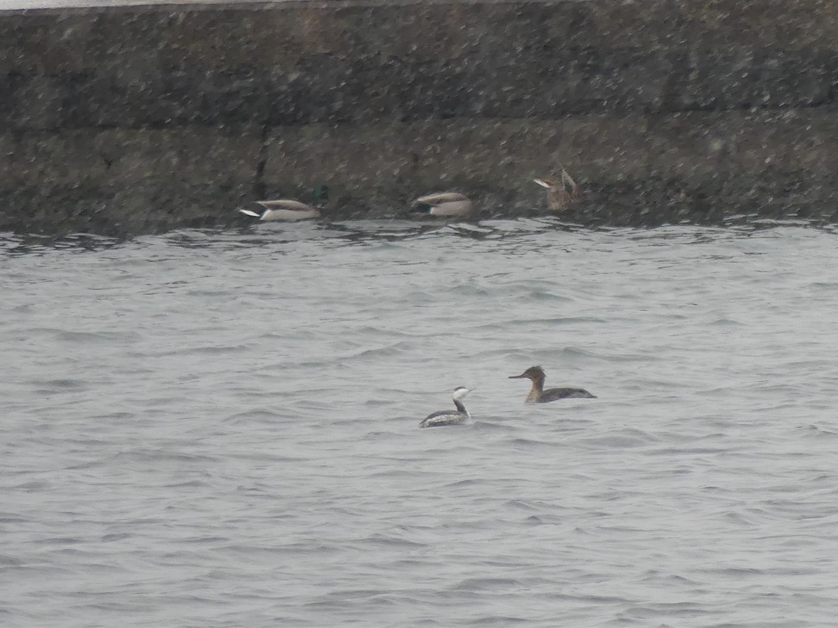 Horned Grebe - ML646469799