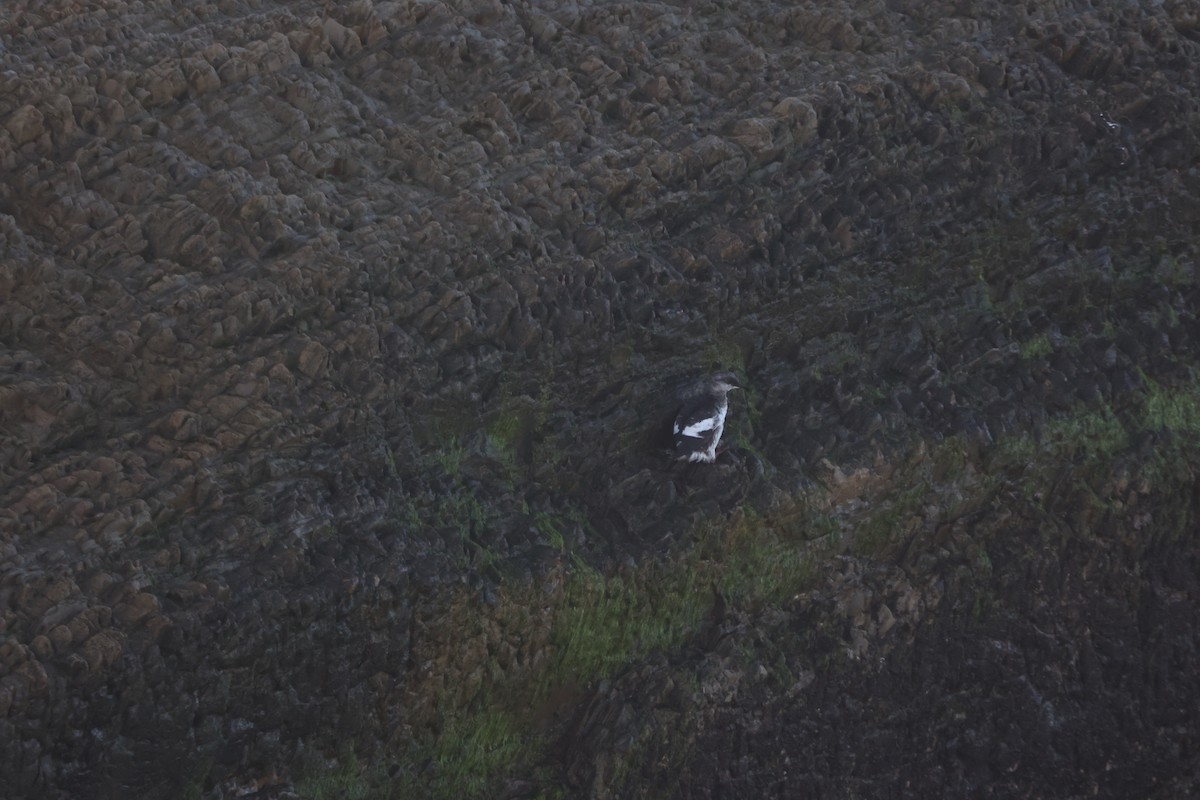 Pottorro hegalzuri aleutiarra - ML646469801