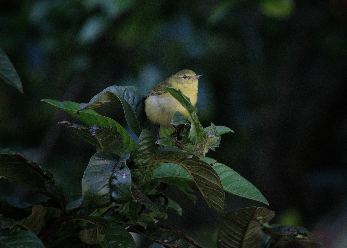 Tennessee Warbler - ML646469802