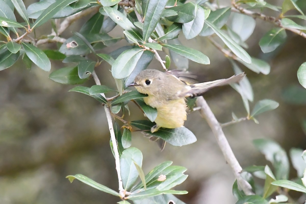 Ruby-crowned Kinglet - ML646469803
