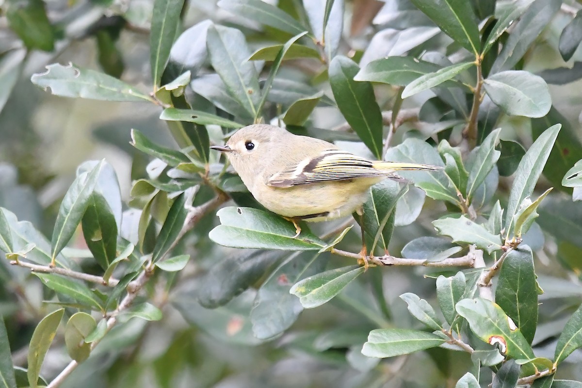 Ruby-crowned Kinglet - ML646469804