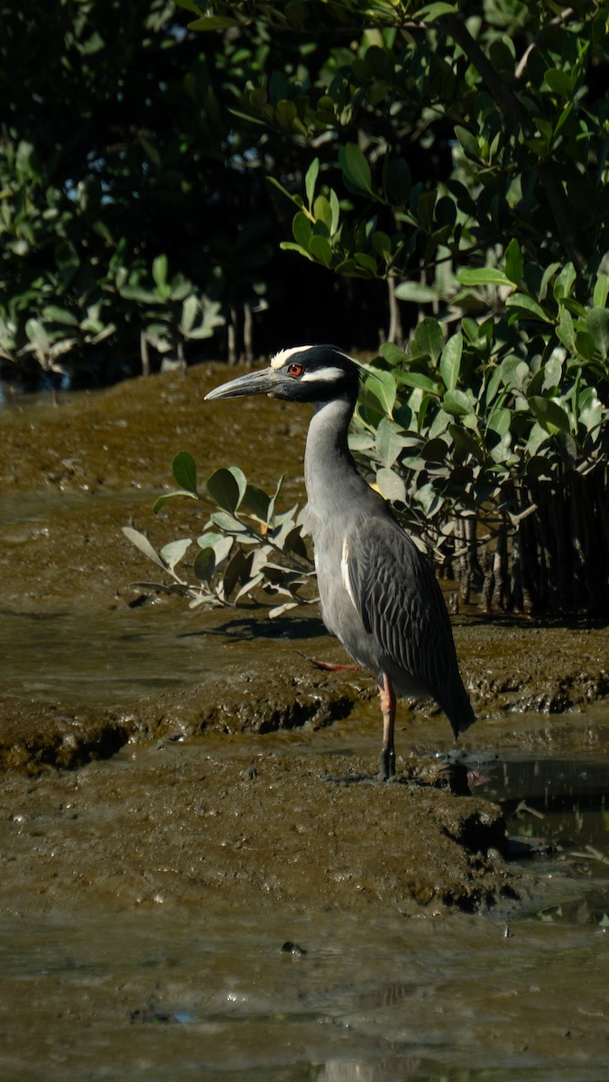 kvakoš žlutočelý - ML646469811