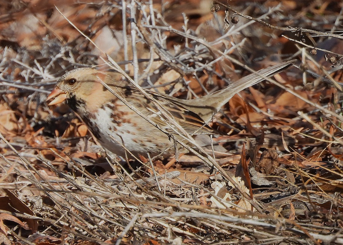Harris's Sparrow - ML646469812