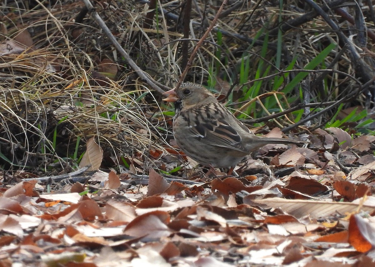 Harris's Sparrow - ML646469813