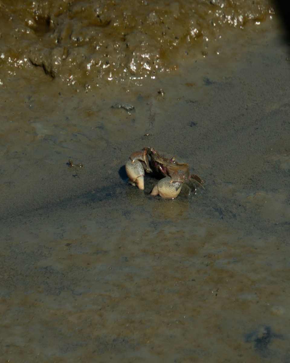 Animals - ML646469814