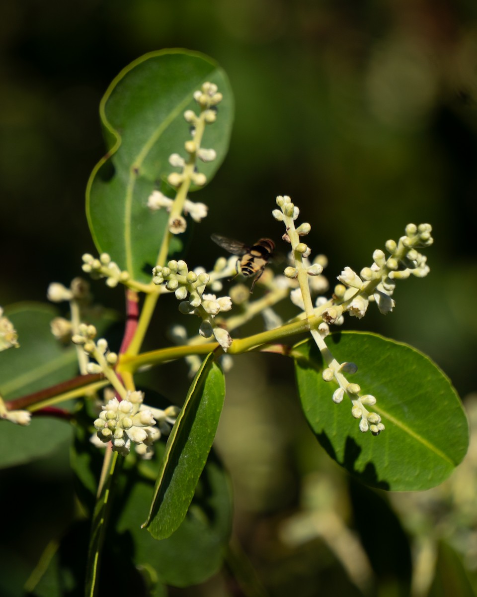 Animals - ML646469817