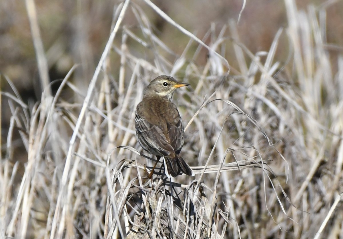 Щеврик гірський - ML646469819