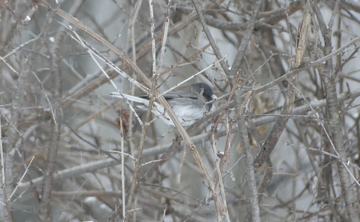 Dark-eyed Junco (cismontanus) - ML646469822