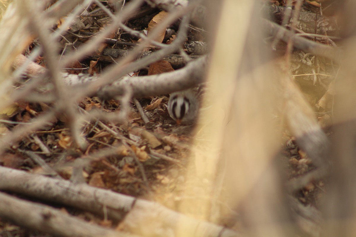 Белобровая овсянка - ML646469824