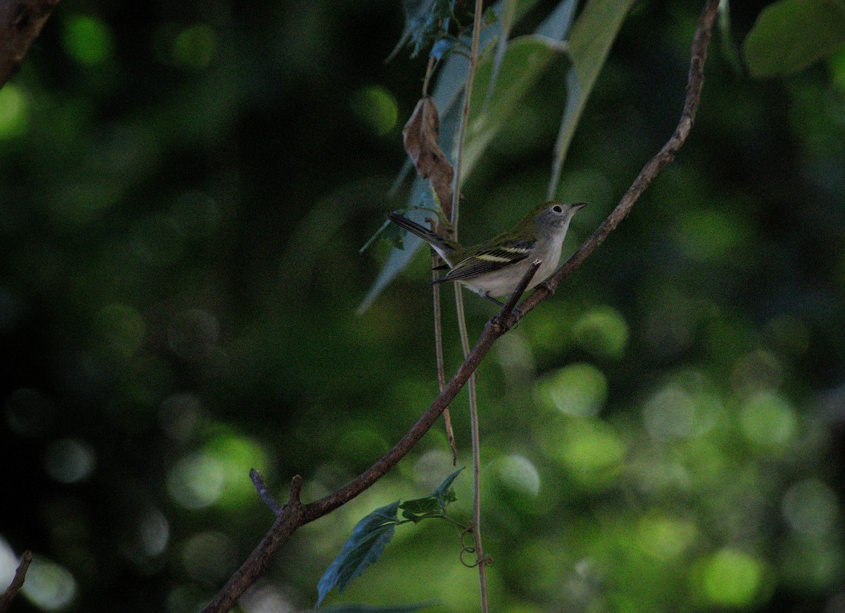 ワキチャアメリカムシクイ - ML646469825