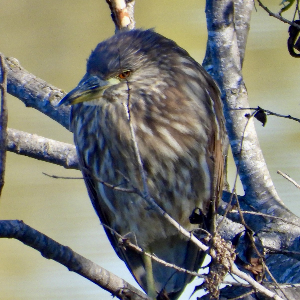 Black-crowned Night Heron - ML646469826