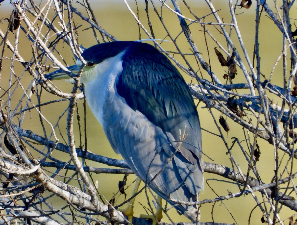 Black-crowned Night Heron - ML646469827