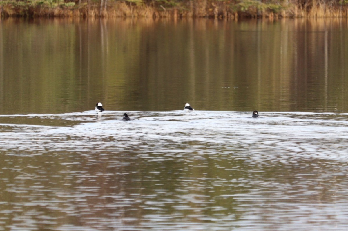 hohol bělavý - ML646469829