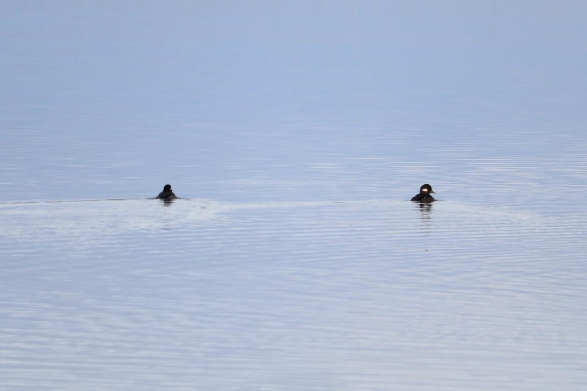 hohol bělavý - ML646469830