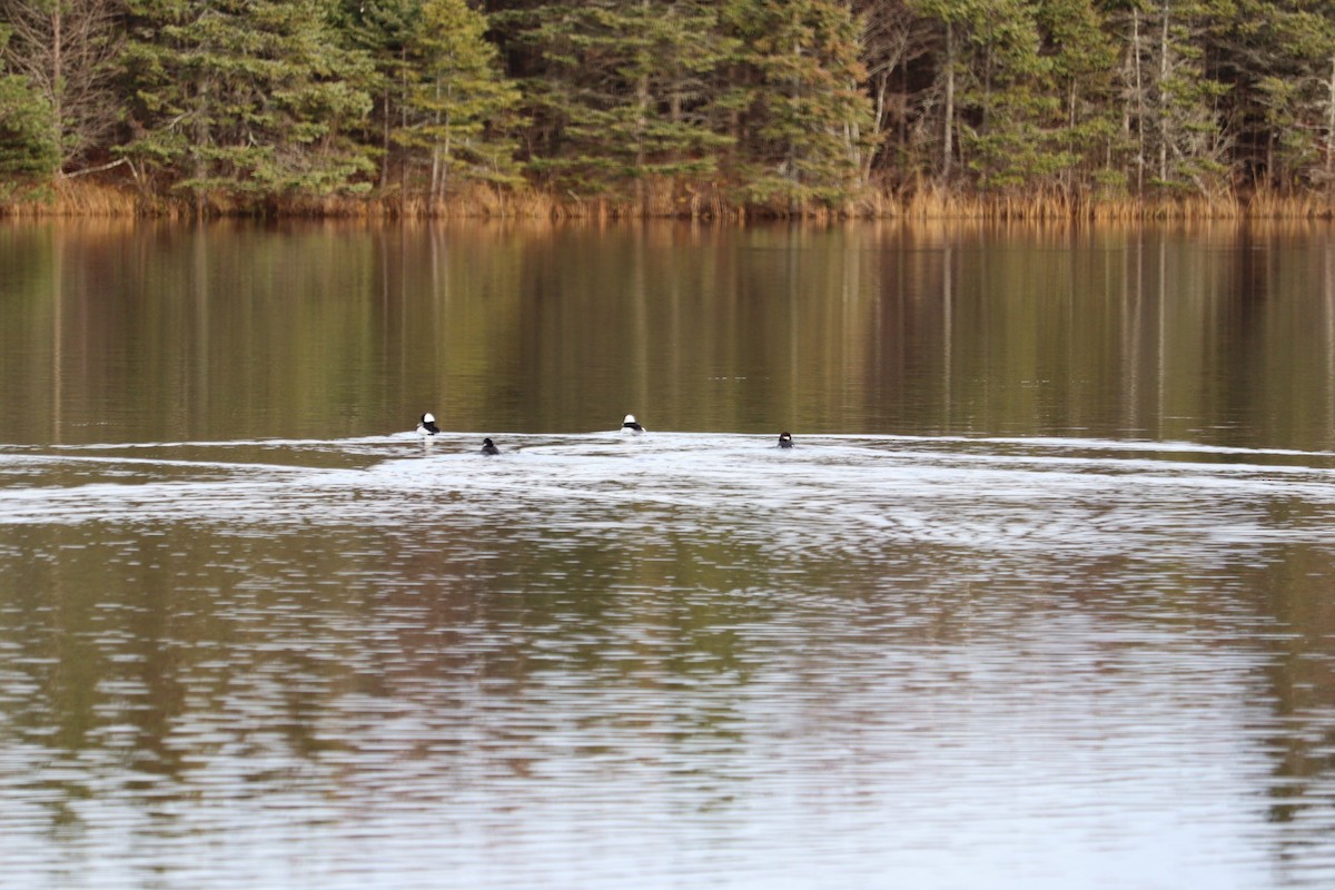 hohol bělavý - ML646469831