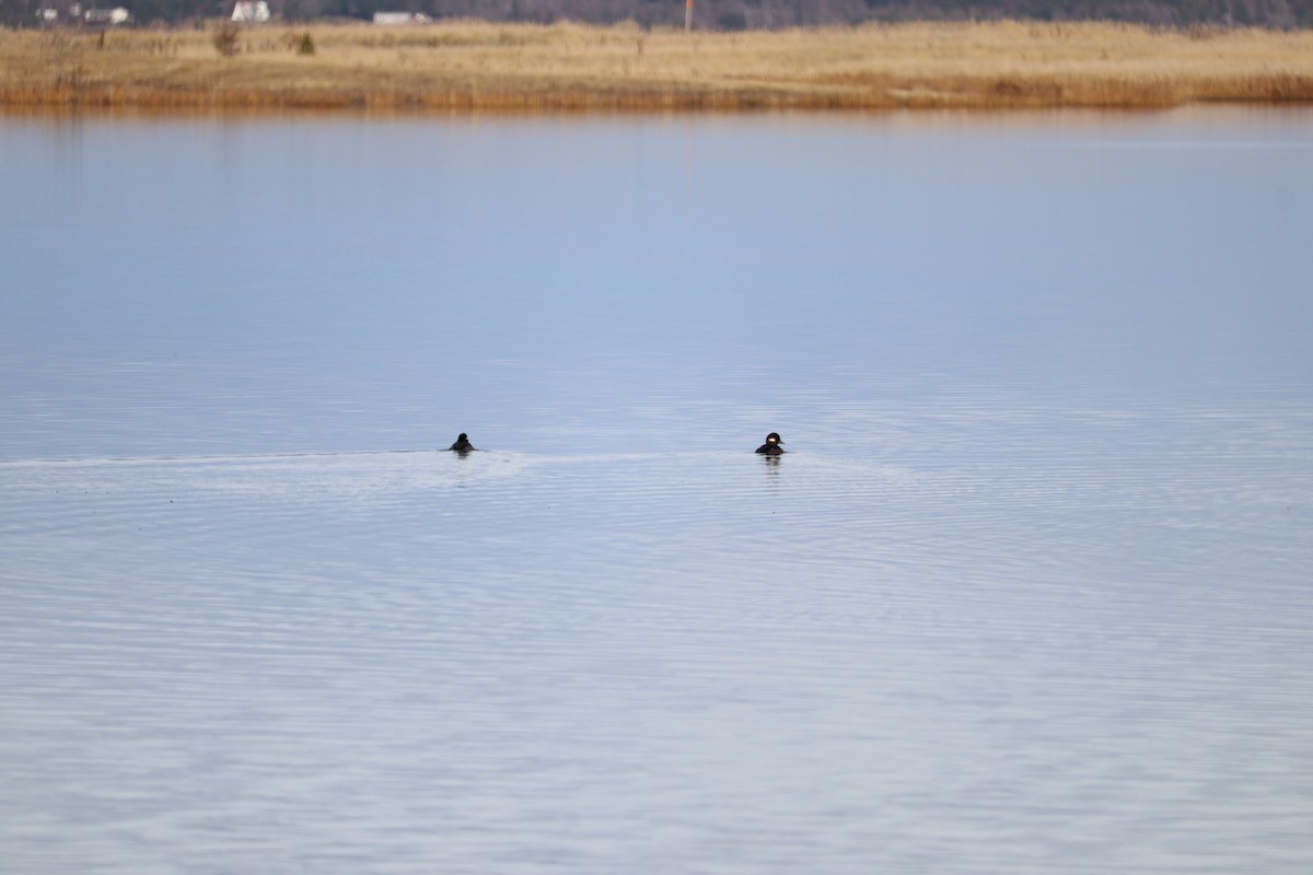 hohol bělavý - ML646469832