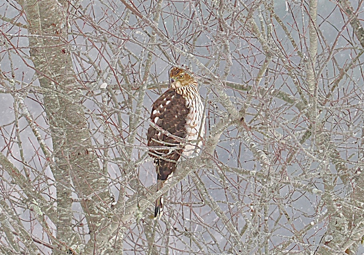 Cooper's Hawk - ML646469833