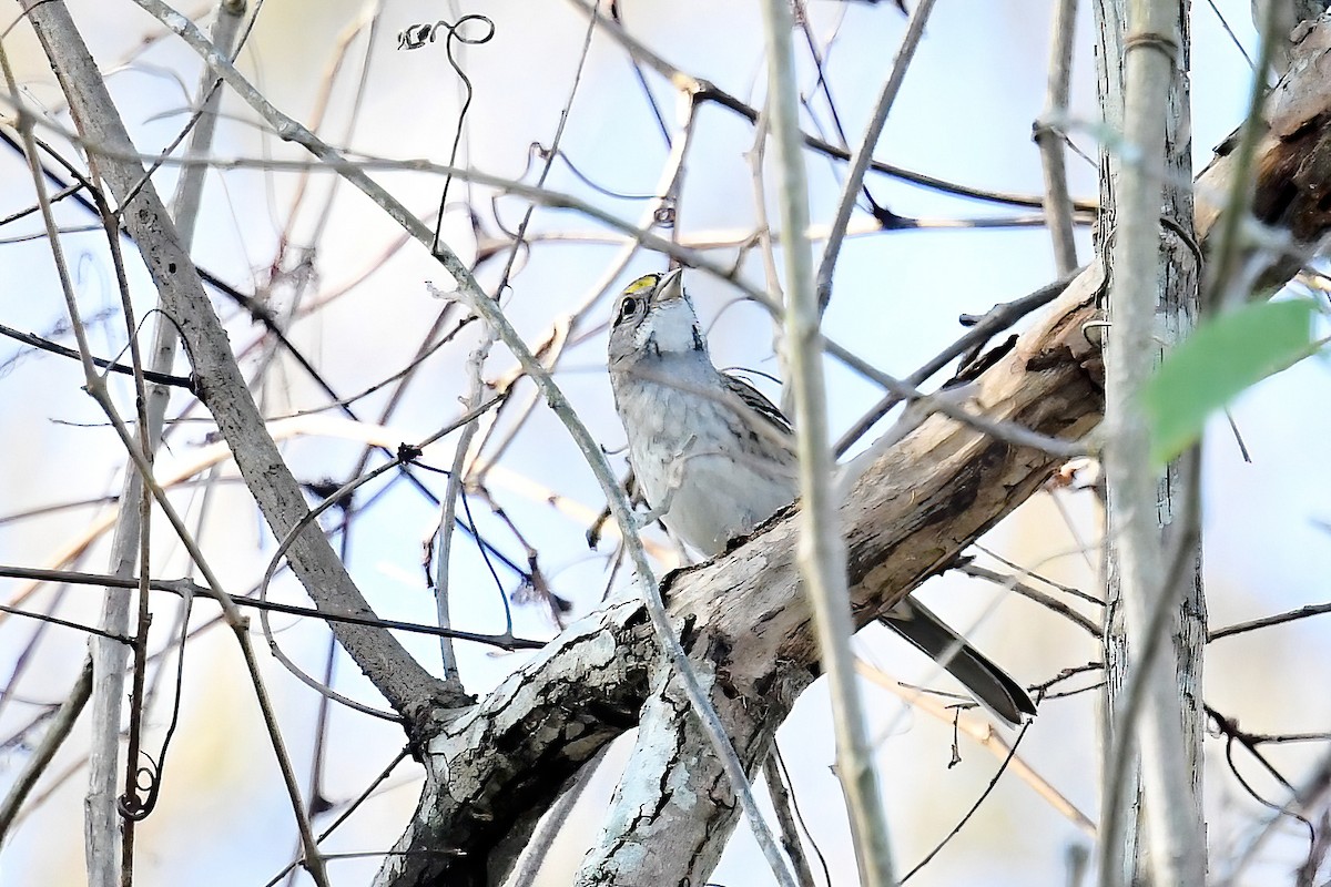 White-throated Sparrow - ML646469838