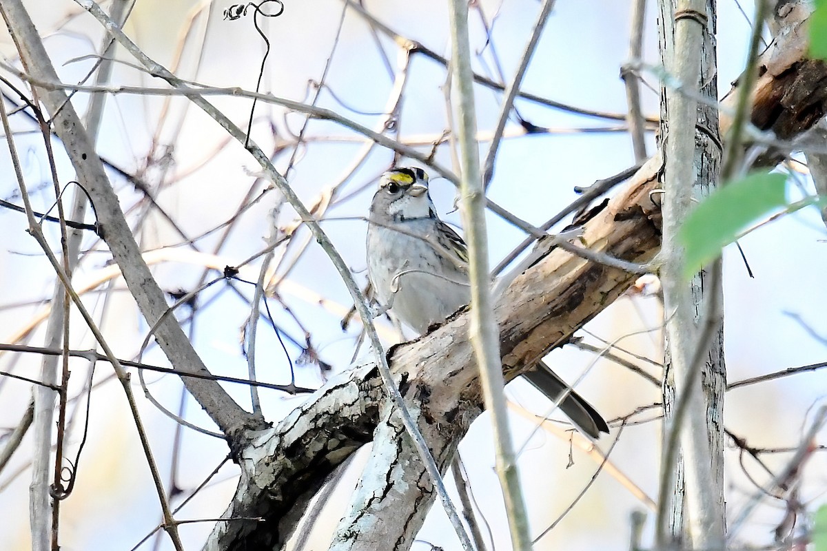 White-throated Sparrow - ML646469839