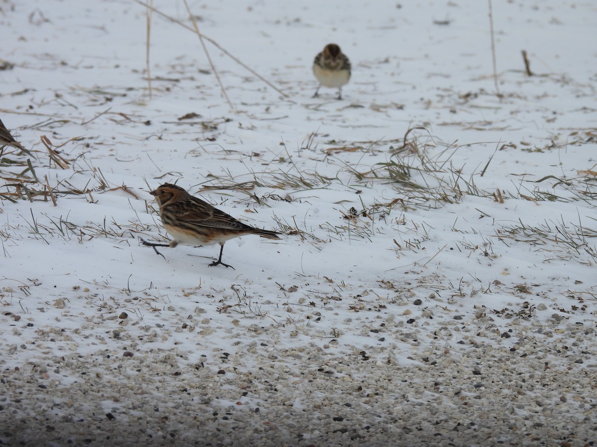 Lapland Longspur - ML646469840
