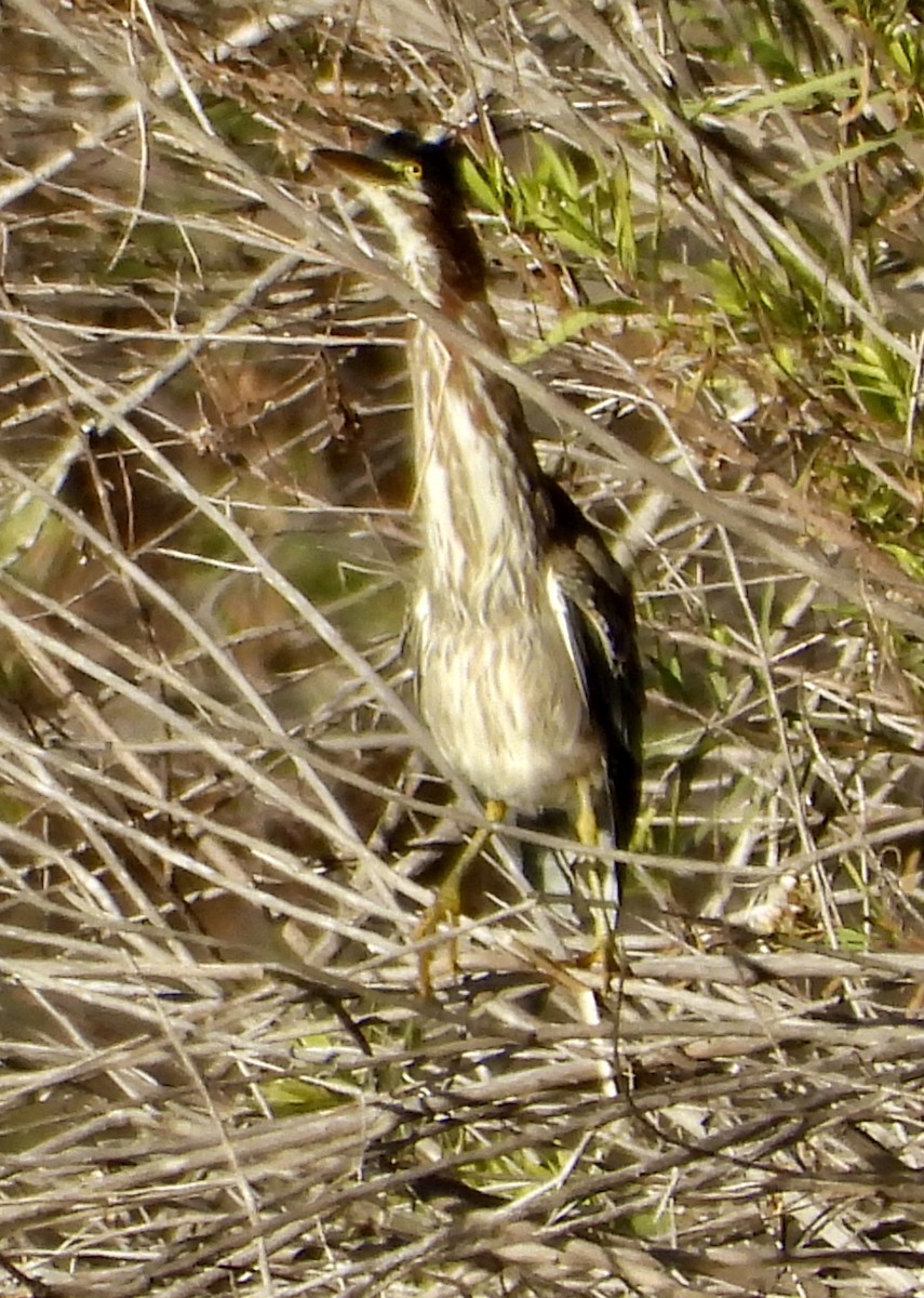Green Heron - ML646469843
