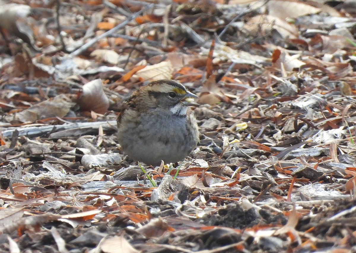 White-throated Sparrow - ML646469845