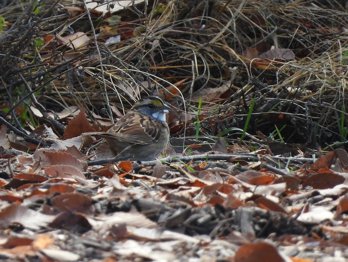 White-throated Sparrow - ML646469846