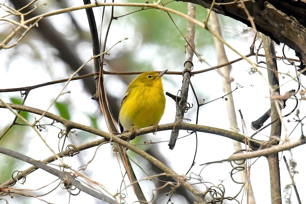 Pine Warbler - ML646469848