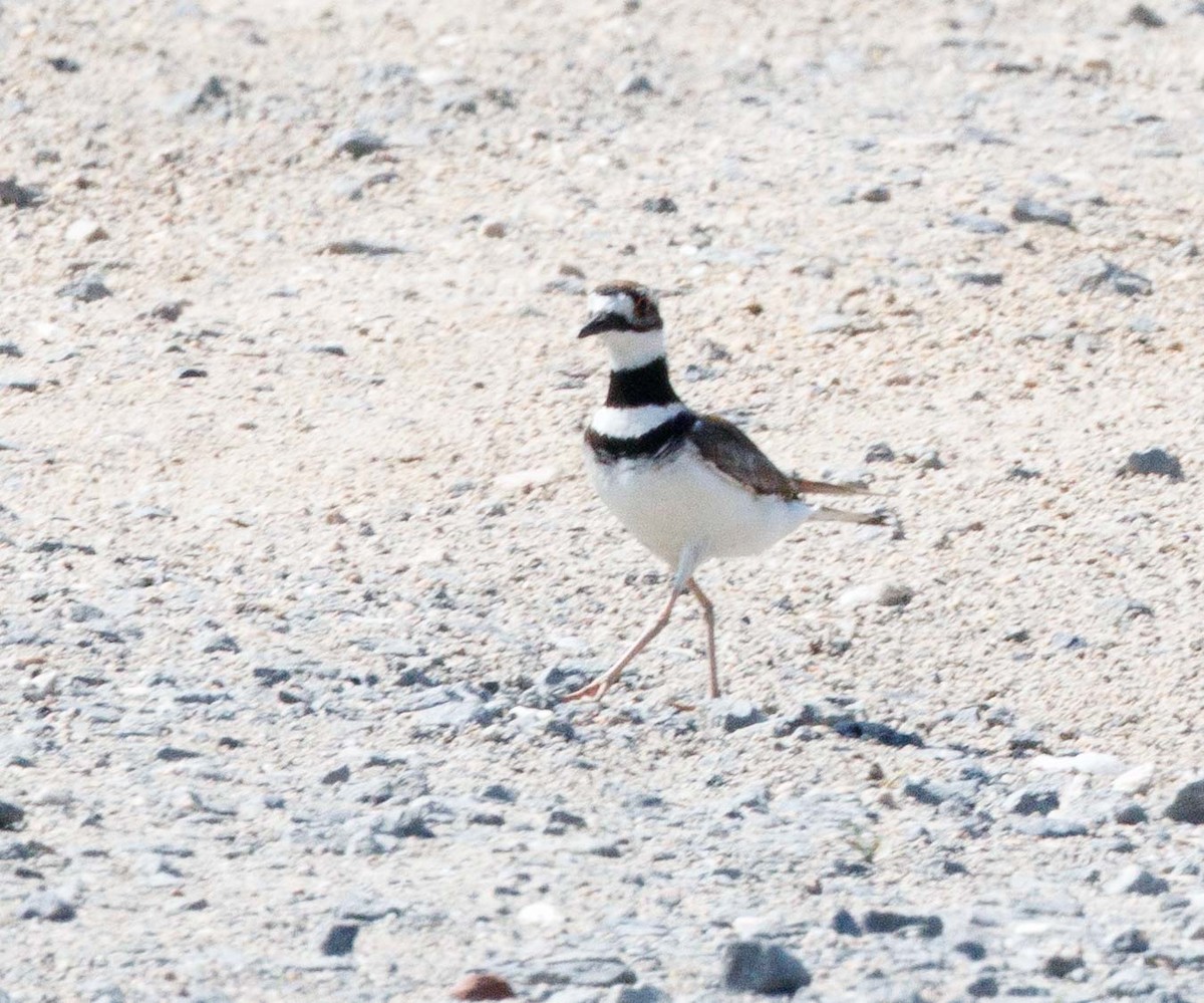 Killdeer - ML646469849