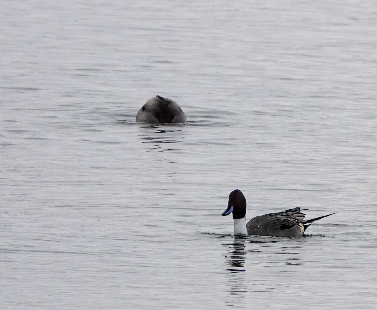 Northern Pintail - ML646469851