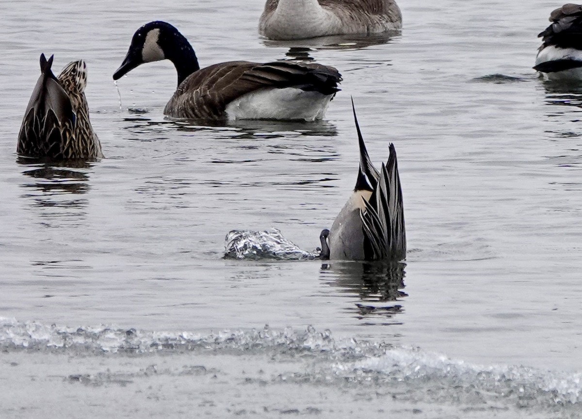 Northern Pintail - ML646469852