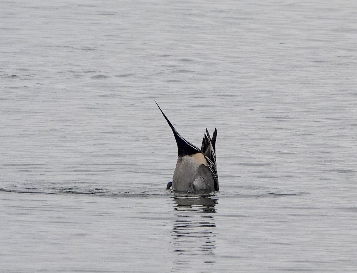 Northern Pintail - ML646469853