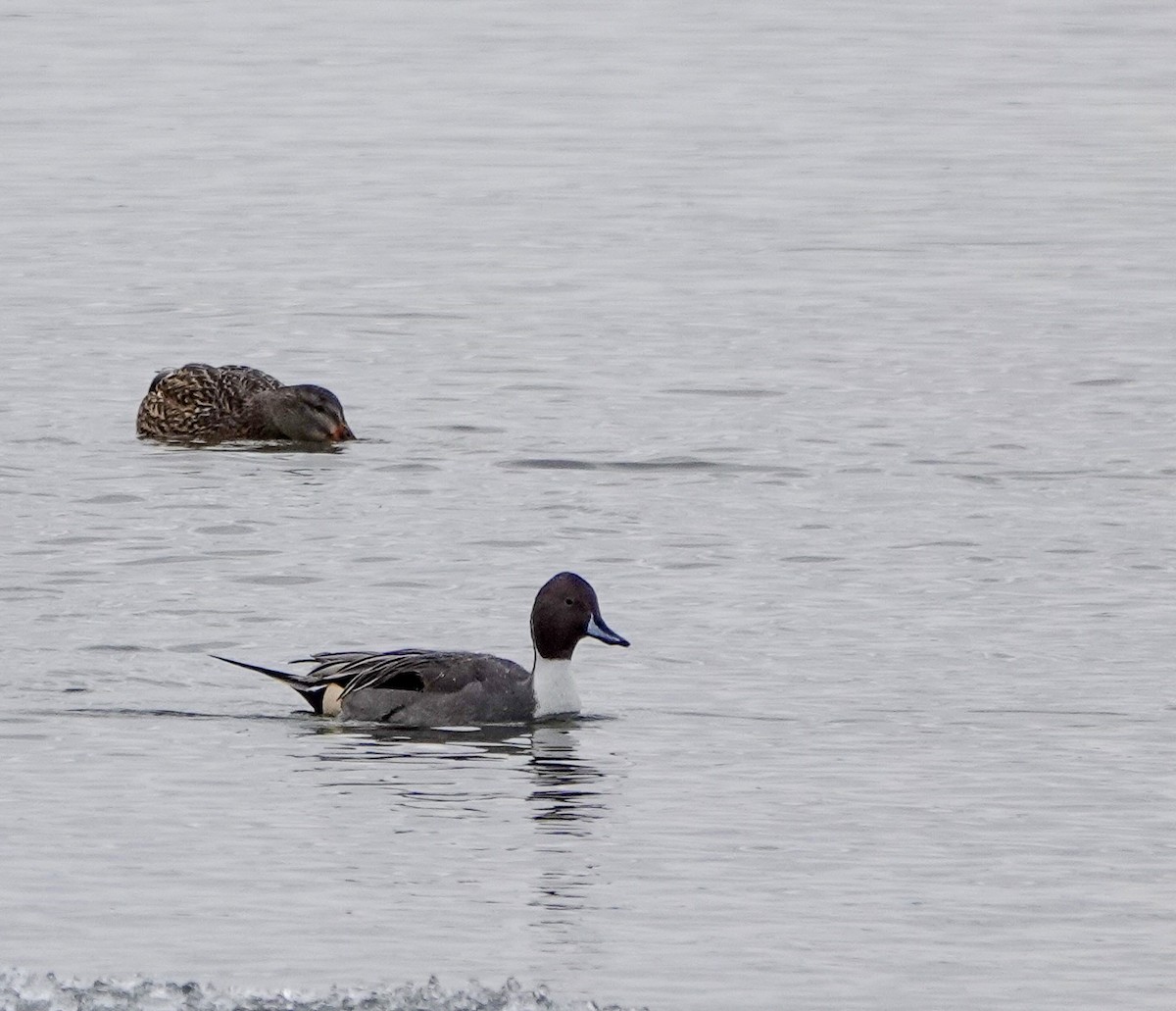 Northern Pintail - ML646469854