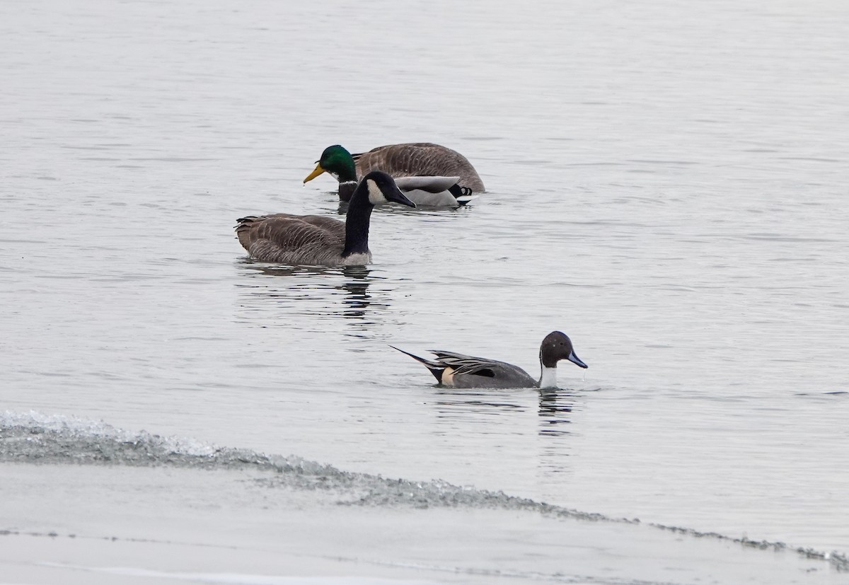 Northern Pintail - ML646469855