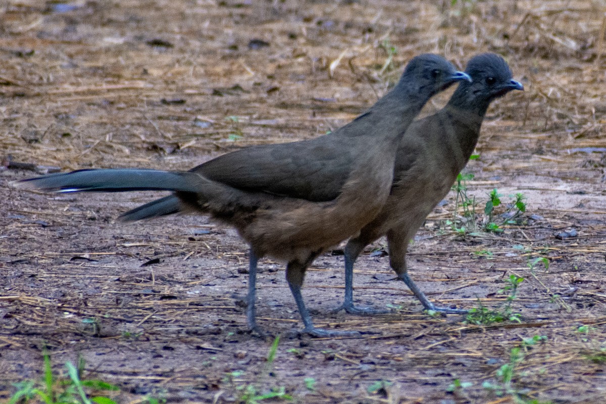 Plain Chachalaca - ML646469856
