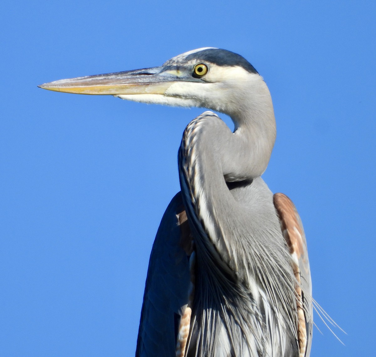 Great Blue Heron - ML646469857