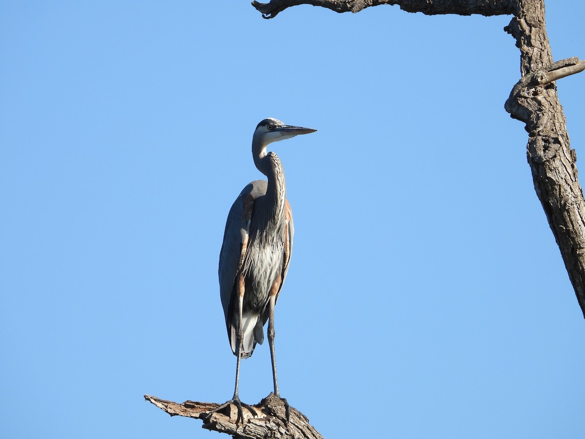 Great Blue Heron - ML646469858
