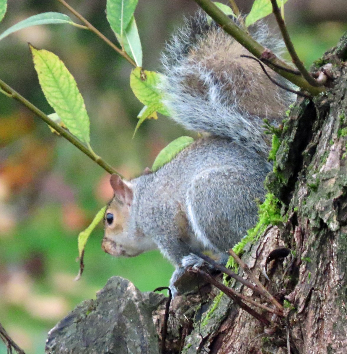Écureuil gris - ML646469860
