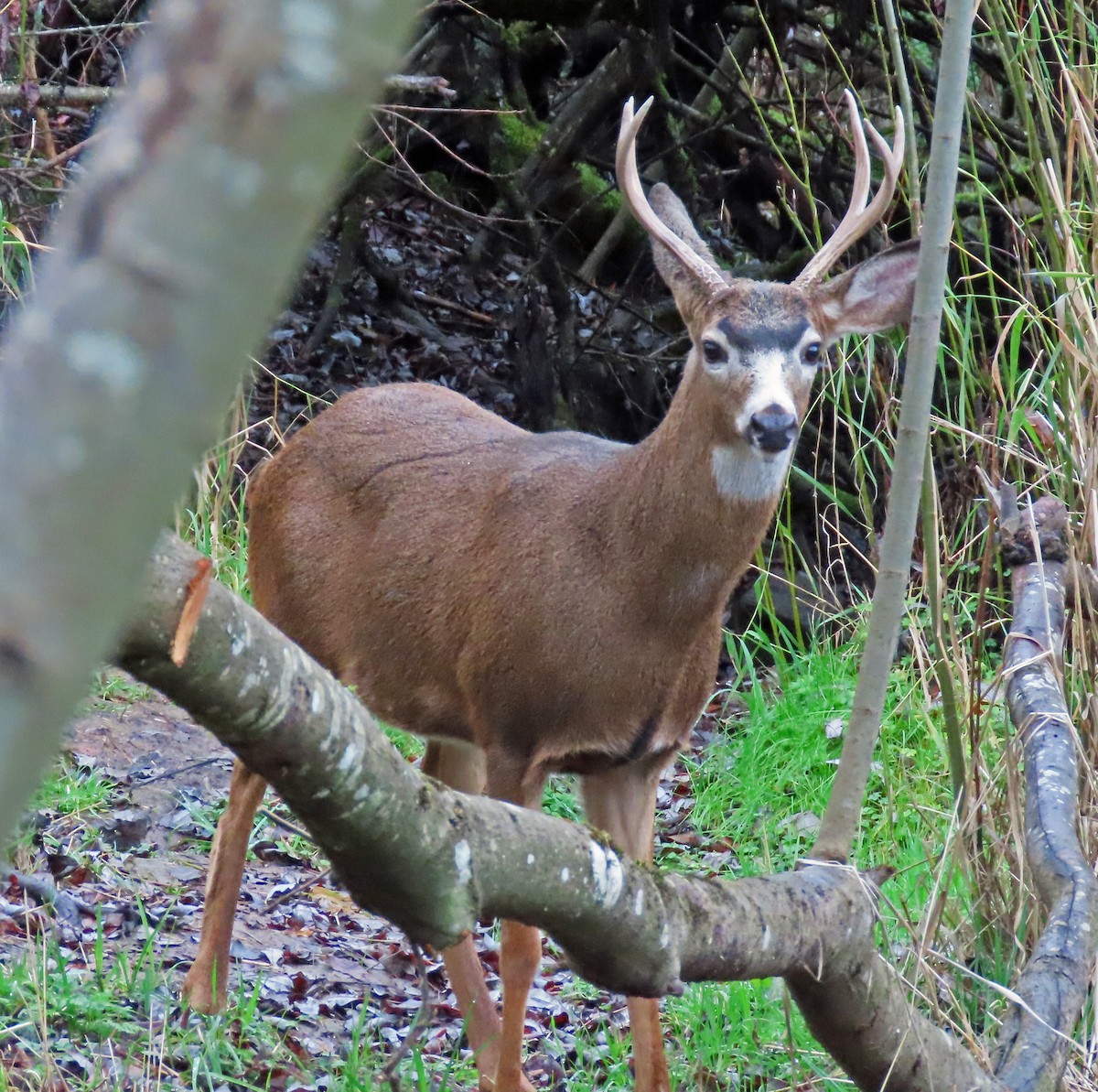 Columbian Black-tailed Deer - ML646469861