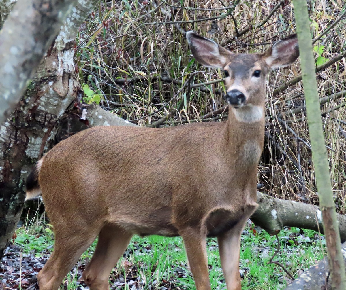 Columbian Black-tailed Deer - ML646469862