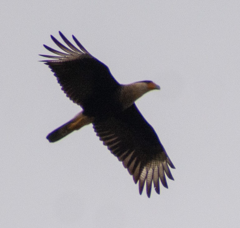 Crested Caracara - ML646469864