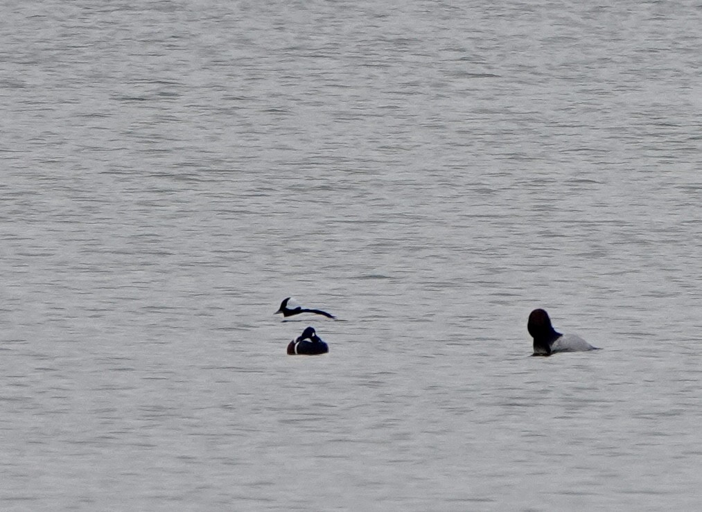 Harlequin Duck - ML646469867