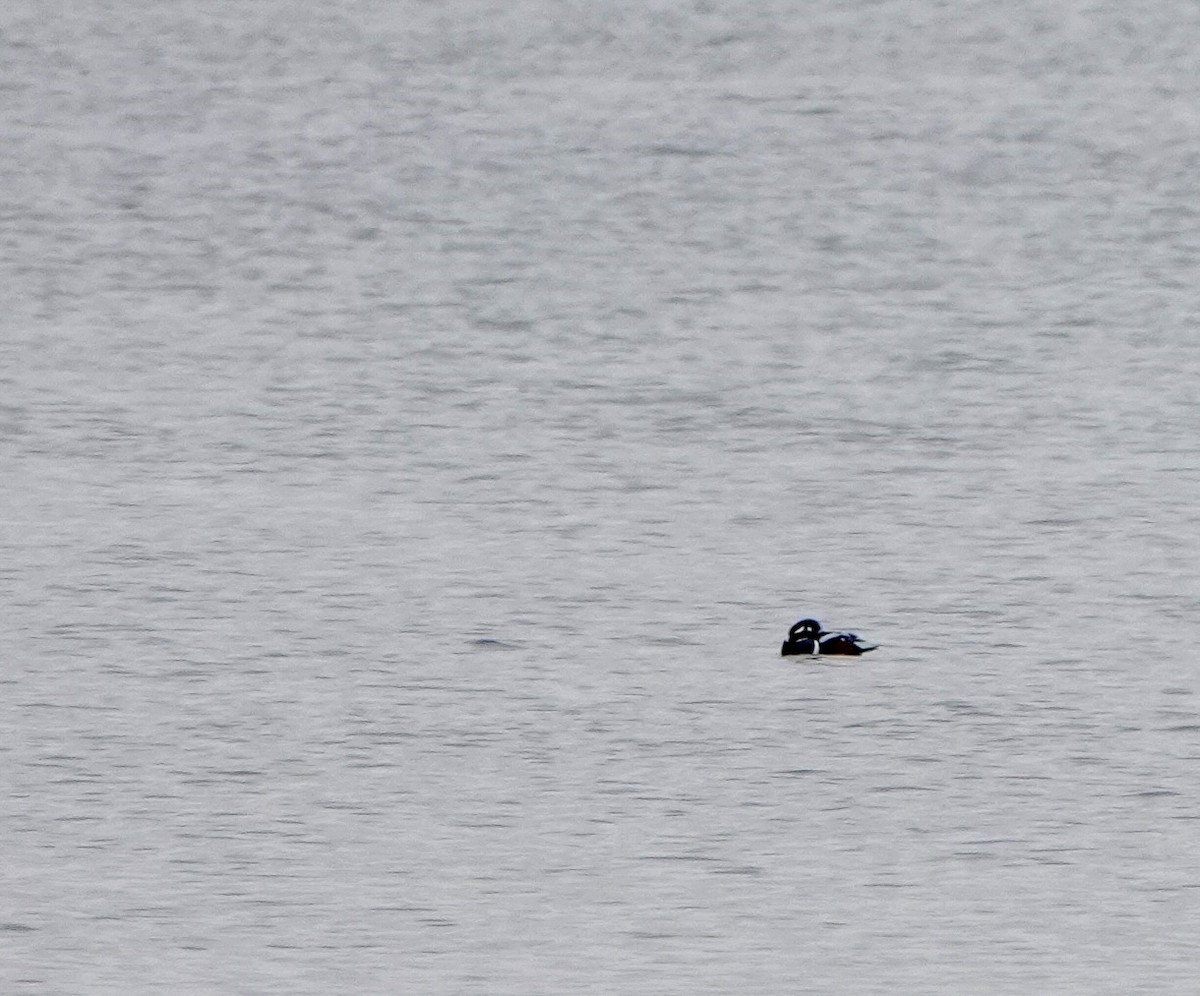 Harlequin Duck - ML646469868