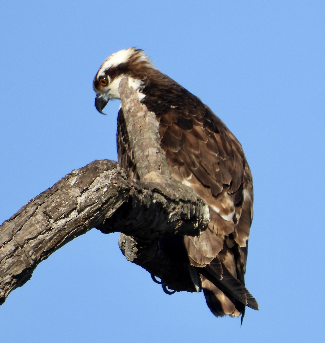 Osprey - ML646469870