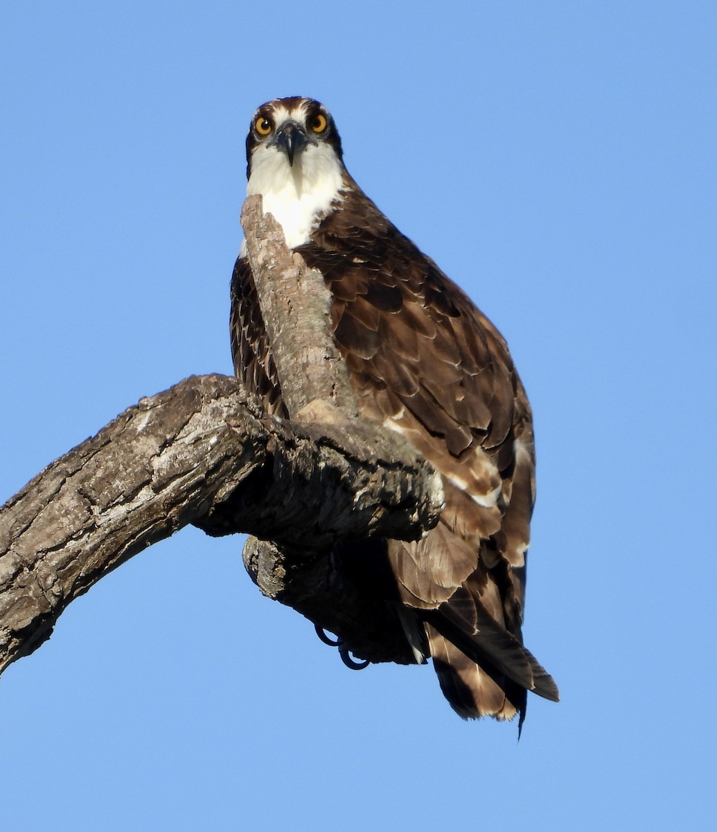 Osprey - ML646469871