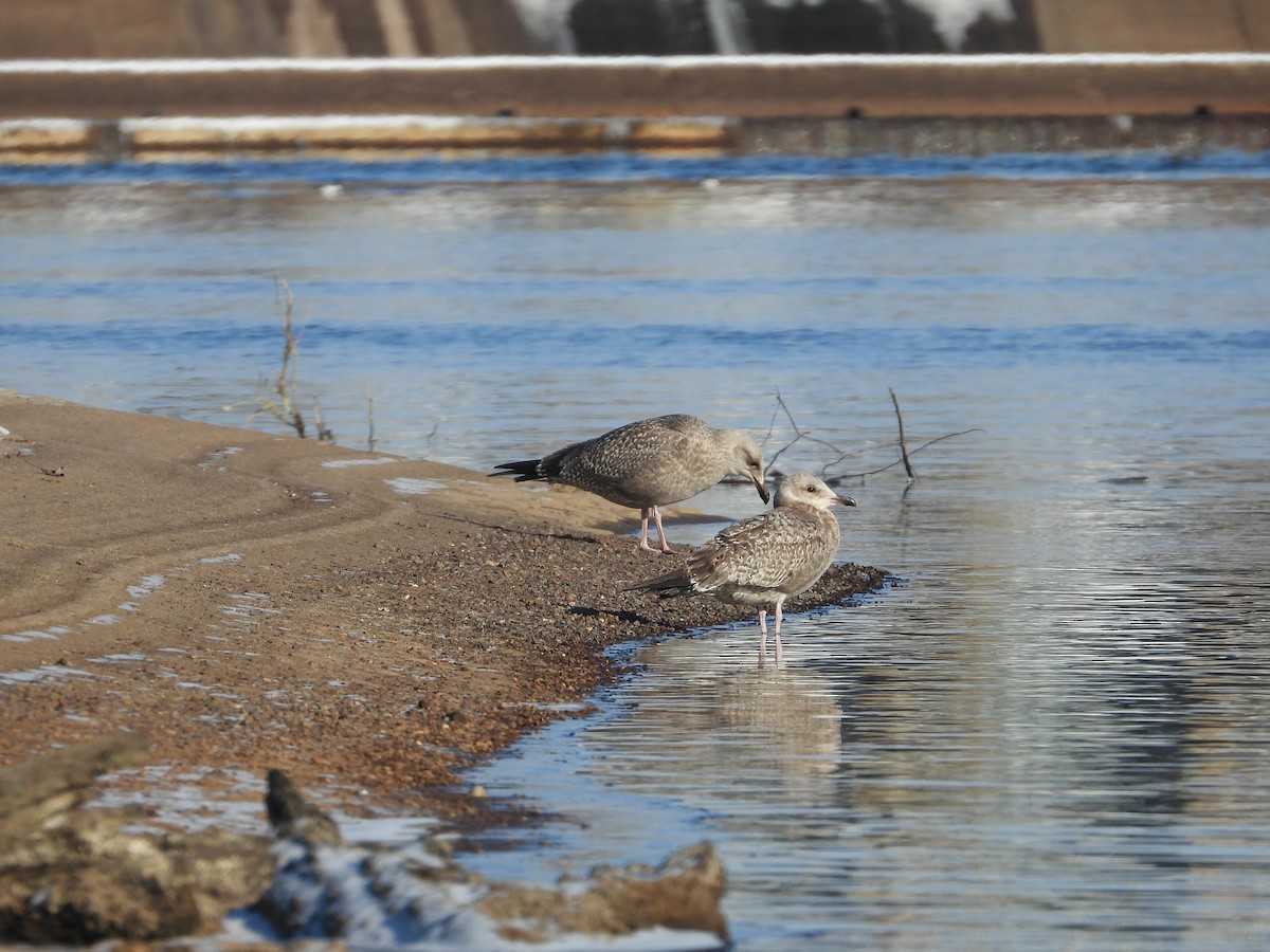 Möwe, unbestimmt - ML646469872