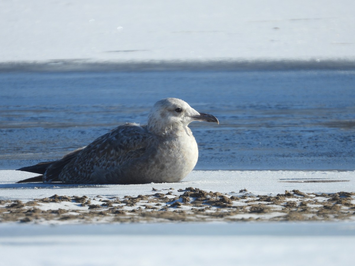 Möwe, unbestimmt - ML646469873